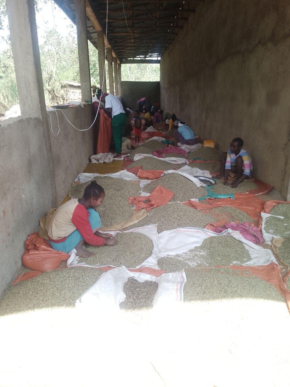 Harvesting and Processing